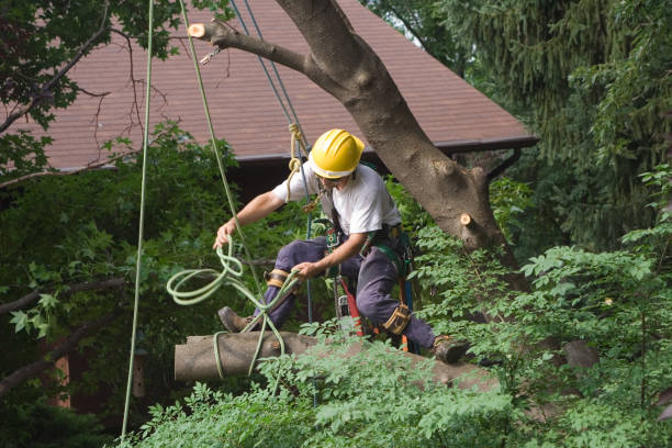 How Our Tree Care Process Works  in  Tariffville, CT