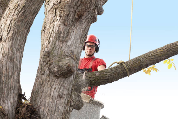 Trusted Tariffville, CT Tree Services Experts